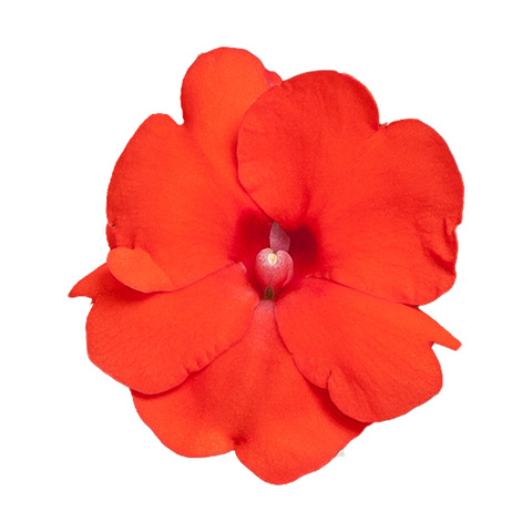 11103 Бальзамин НГ Sunpatiens® Compact Hot Coral (Весна 2026)