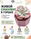 Эхеверия Агавовидная 501946 — инфографика по уходу и реанимации после доставки