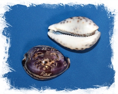 Каури с гравировкой "Рак"