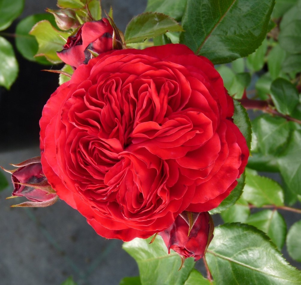 Характеристика розы Инзель Майнау
