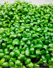 Кресс-салат - семена микрозелени для проращивания, бутылка с дозатором, 15 порций, 75 гр, Здоровья клад