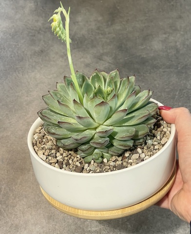 Эхеверия Пулидонис в бонсайнице d17