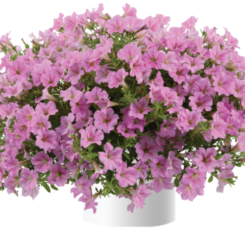 32245 Петуния LITTLETUNIA PINK