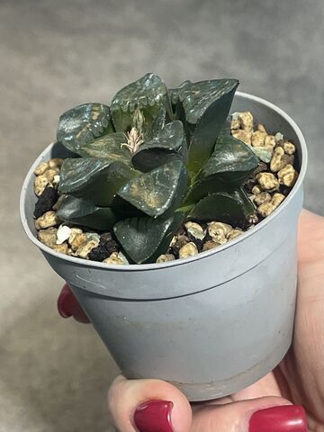 Хавортия Спрингблоквлакензис d7