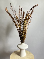 Эвкалипт Бейби Блю стабилизированный хаки