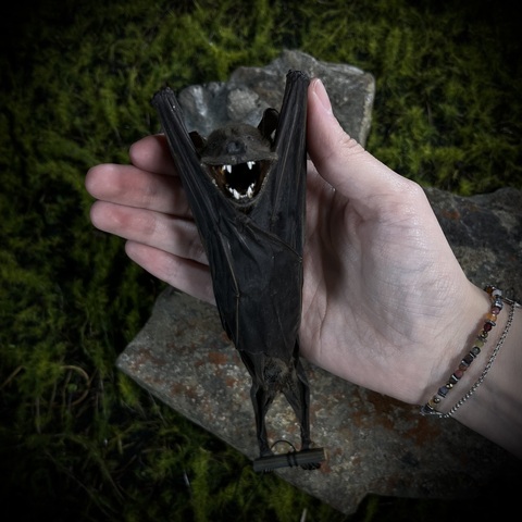 Летучая мышь в подарочной коробке