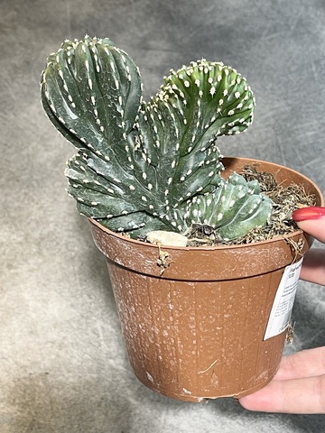 Маргинатоцереус Маргинатус Кристата d12 (1)