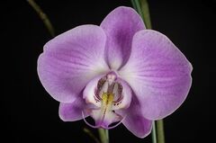 Молд Колонка орхидеи жесткий акрил ( пластик)