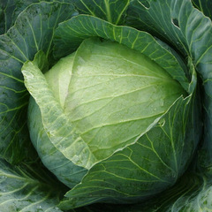 Агрессор F1 семена капусты белокочанной (Syngenta / Сингента)