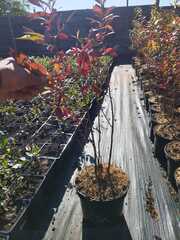 Голубика высокорослая Патриот (Vaccinium corymbosum Patriot)