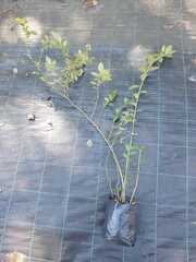 Голубика высокорослая Дюк (Vaccinium corymbosum Duke)