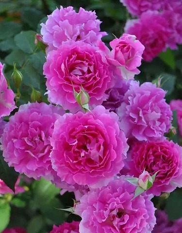 Шахерезада( Sheherazade)