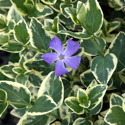 8713 Барвинок Variegata
 (Весна 2026)