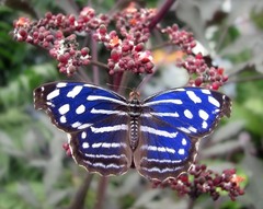 Бабочка полосатик