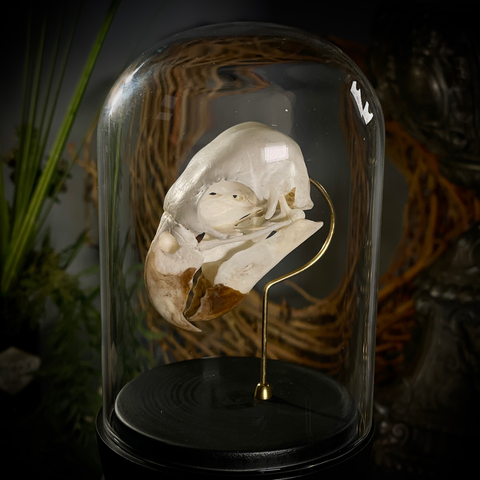 Череп попугая в клоше