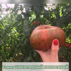 Семена Томат Шоколадный полосатый