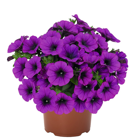 32303 ПЕТУНИЯ POTUNIA PICCOLA LILAC