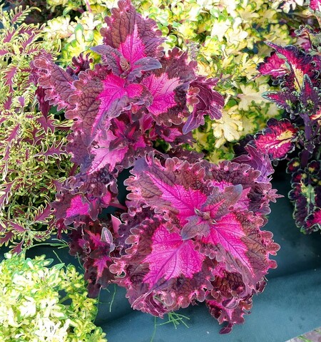 Валькирия TБ колеус