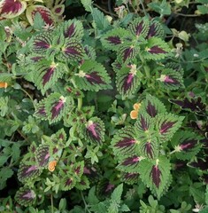 Trailing Strawberry Drop колеус КСР