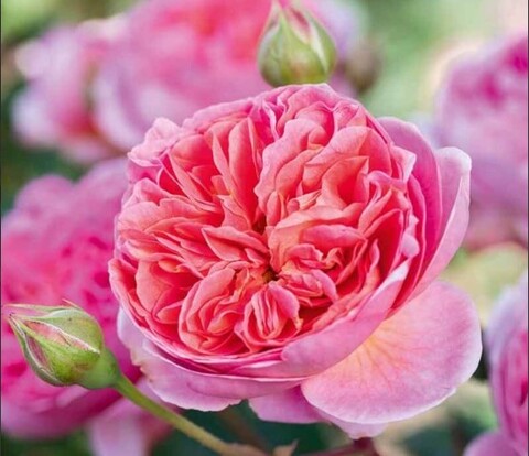 Роза английская Боскобель