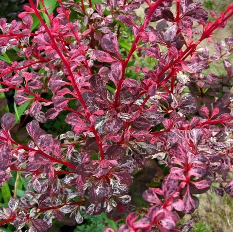 Барбарис Тунберга Арлекин