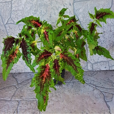 Эмир колеус