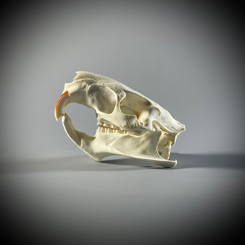 Череп нутрии в подарочной коробке