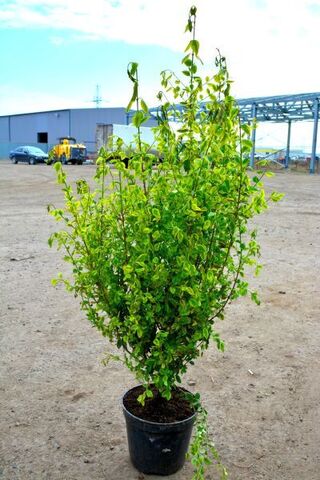 Самшит Ауреа Вариегатта купить