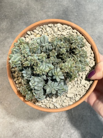 Миртиллокактус Геометризанс Кристата в керамике d15 (4)