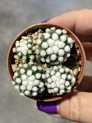 Маммиллярия Грацилис Аризона Сноу d5