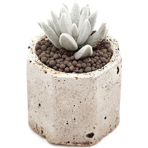 Суккулент Крестовник Мон Блан