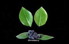 Силиконовый вайнер Лист универсальный № 14 Черноплодной рябины