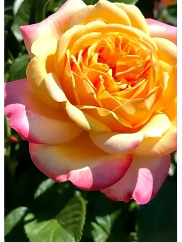 Кордес Юбилей (Kordes' Jubilee)