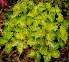 Tickled Lime колеус КСР