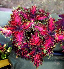 Pink Twilight Тай колеус КСР