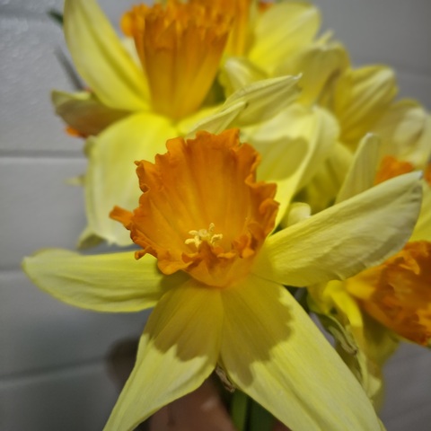 Нарцисс Фортиссимо