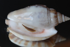 Ракушка Стромбус Аурисдейн (Euprotomus aurisdianae)