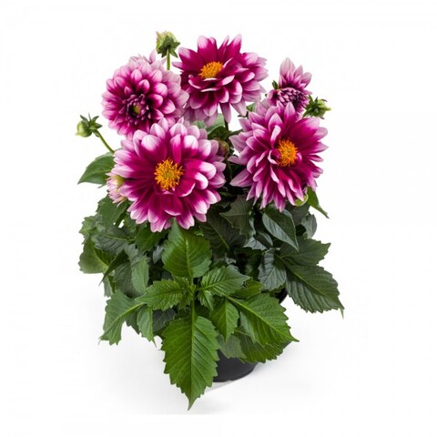 17201 Георгин Labella Medio Fun Pink Blush (Весна 2026)