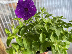 Петуния Splash Dance Bolero Blue