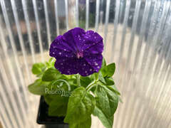 Петуния Splash Dance Bolero Blue