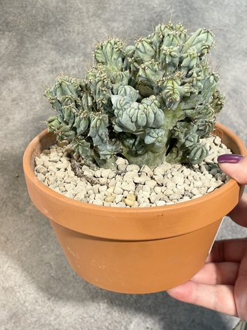 Миртиллокактус Геометризанс Кристата в керамике d15 (4)