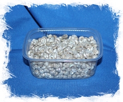 Умбониум перламутровый 0,5 - 1 см.