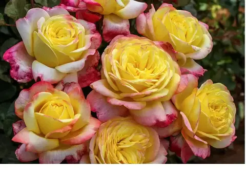 Кордес Юбилей (Kordes' Jubilee)