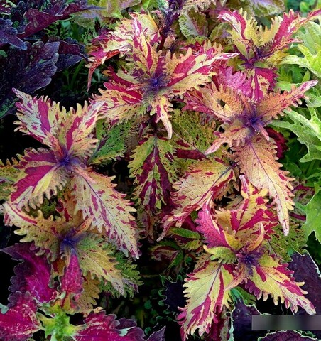 Шампань Тай колеус