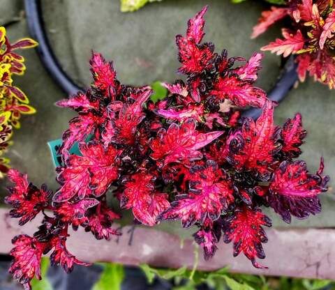 Pink Sunset Тай колеус КСР