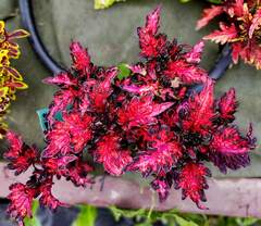 Pink Sunset Тай колеус КСР