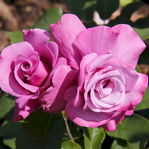 Аметиста (Ametista)