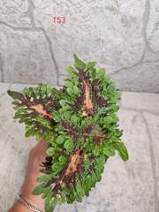 Pink Twilight Тай колеус КСР