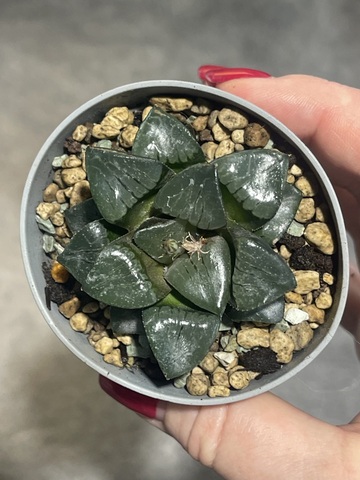 Хавортия Спрингблоквлакензис d7