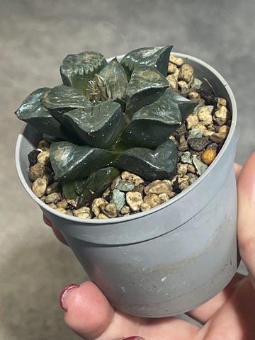 Хавортия Спрингблоквлакензис d7